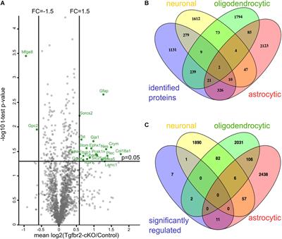 TGFβ-Signaling and FOXG1-Expression Are a Hallmark of Astrocyte Lineage Diversity in the Murine Ventral and Dorsal Forebrain